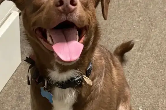 Lost Dog Alert: Light Brown in Helena