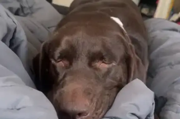 Missing: Friendly Brown Lab Hazel, Masontown