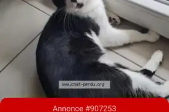 Chat perdu noir et blanc, Mérignac - photo