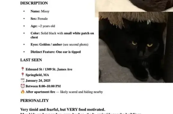 Lost: Missy the Black Cat on Edmund St - photo