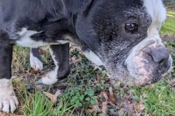 Animaux trouvés Héric, photo: Bouldogue noir et blanc trouvé à Héric