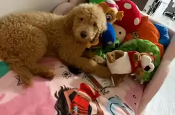 Lost Puppy on Maryann Lane, Sumerduck - photo