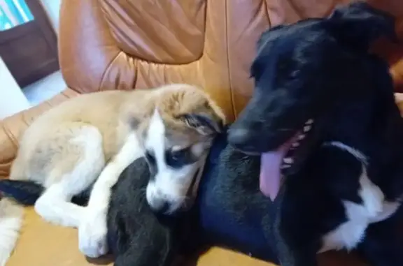Chiens perdus: Volf tricolore, Naya noir - photo