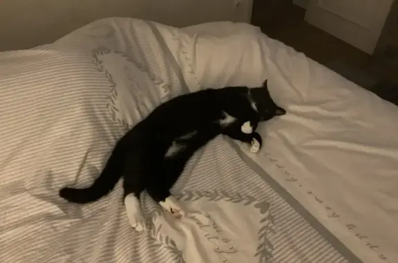 Animaux trouvés , photo: Chat trouvé à Boiry-Becquerelle, très câlin