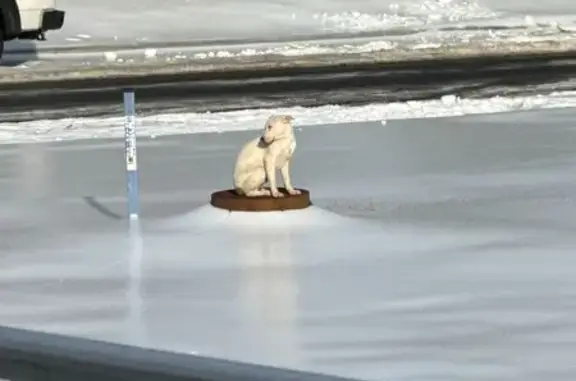 Found Dog: Brown Markings, Olde Forge Dr