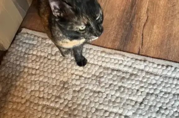 Animaux trouvés Vittel, photo: Chat Écaille trouvée Passage de l'Horloge