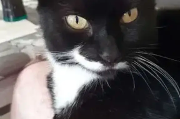 Chat perdu : Réglisse, noir et blanc, Quimper - photo