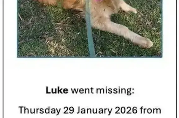 Lost Dog in Pretoria: Sparse T...