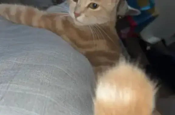 Chat perdu : Rocket, crème et blanc, St-Marcel - photo