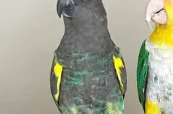 Animaux perdus , photo: Perroquet vert-jaune perdu à Saint-Étienne-du-Grès