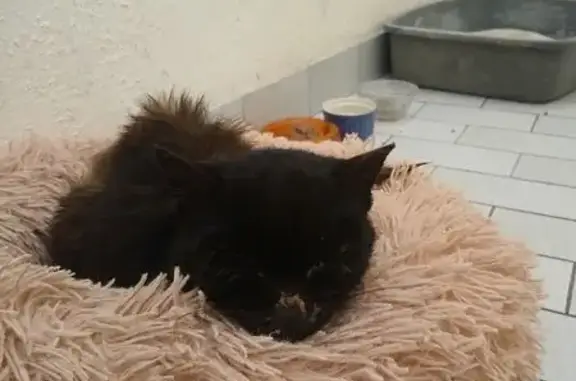 Chat trouvé Saujon, photo: Chat noir trouvé, calme et affaibli