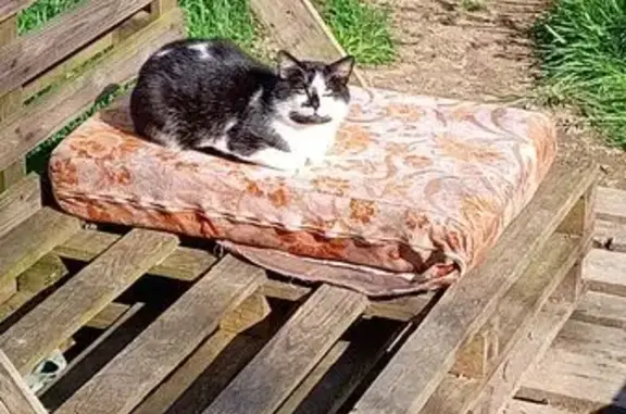 Animaux perdus , photo: Chat mâle blanc et noir perdu à Paulx