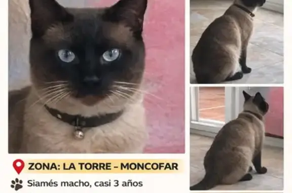 ¡Ayuda a encontrar a Pimpi, gato siamés perdido!