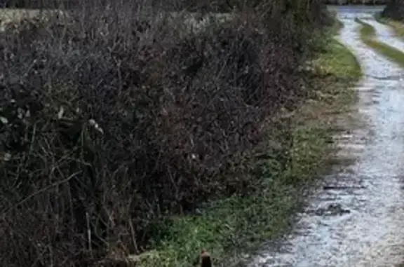 Animaux trouvés , photo: Chien marron/noir trouvé à Sébazac-Concourès