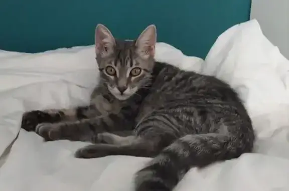 Jeune chatte tigrée perdue à La Murette - photo