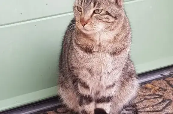 Chat trouvé , photo: Chatte grise tigrée trouvée à Craon