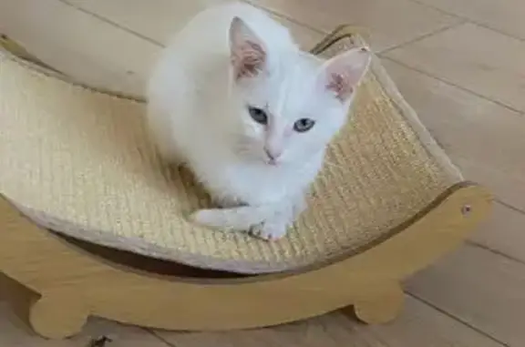 Chatte perdue, craintive, non pucée à Roubaix - photo