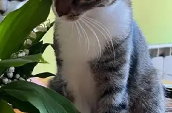 Animaux perdus Nogent-le-Phaye, photo: Chatte perdue, tigrée, blanche, Nogent-le-Phaye