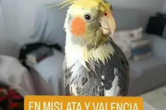 ¡Ave Perdida! Pollo: Amarillo, Negro y Blanco