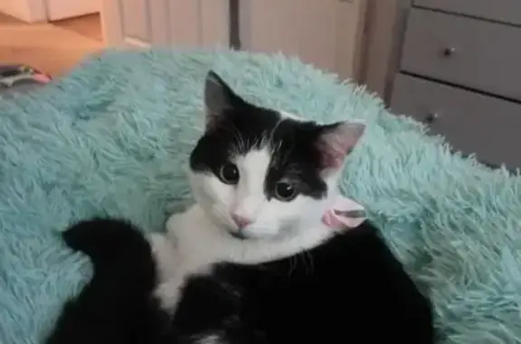 Lost Kitten: Black & White, Pink Collar