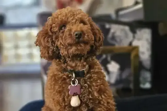 Lost Brown Toy Poodle on Dale St, Maribyrnong