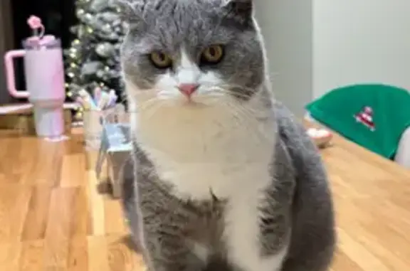 Кішки загублені, Луцьк, фото: Зникла сіро-біла кішка на Дубнівській, Луцьк