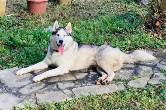 Chien perdu , photo : Chien perdu à Lapeyrouse, Auvergne