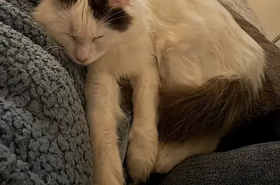 Chatte Perdue, 1 An, Stérilisée, Marguerittes - photo
