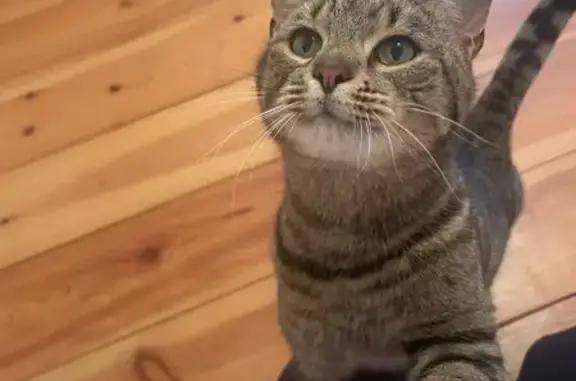 Animaux trouvés , photo: Chat non castré sociable trouvé à Bayens