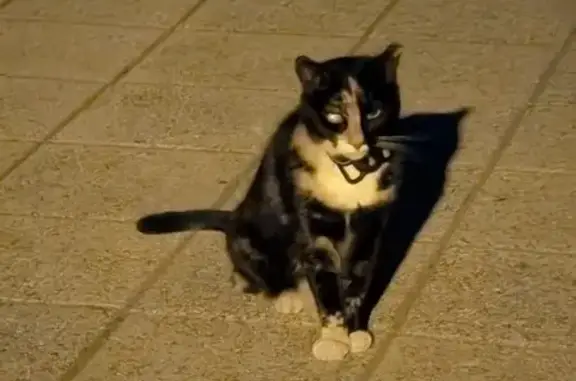 Calico, Black, Brown, White. Has a air tag. Very gentle.