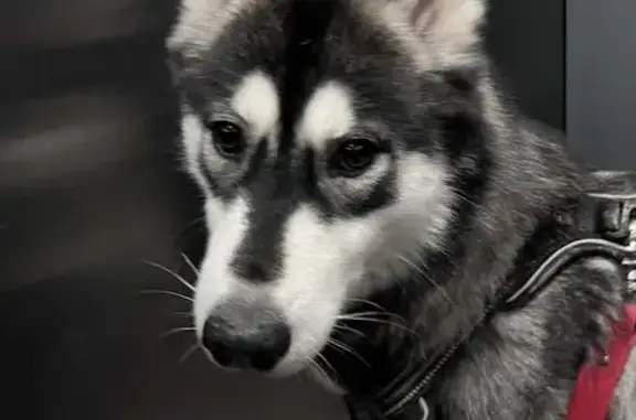 Chien perdu , photo : Husky perdue aux Faux de Verzy