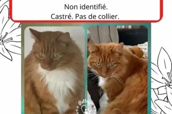 Animaux perdus , photo: Chat perdu à Toutainville, Normandie