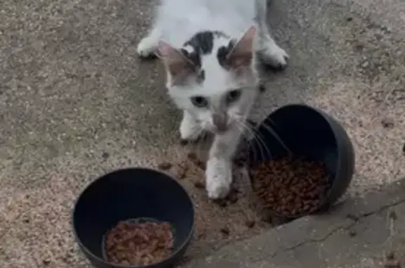 Animaux trouvés , photo: Chatte maigre et infestée trouvée à Iverny