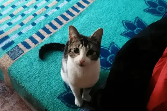 Gata Mini Perdida con Cataratas en Paiporta