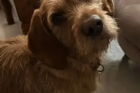 Animaux perdus , photo: Chienne basset perdue à Replonges