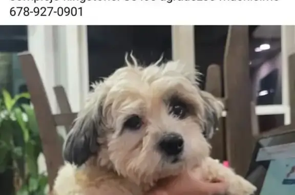 Lost Dog Alert: Simba Missing in Georgia