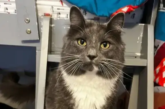 Lost pets Lenexa, photo: Lost: Sweet Grey & White Cat in Lenexa