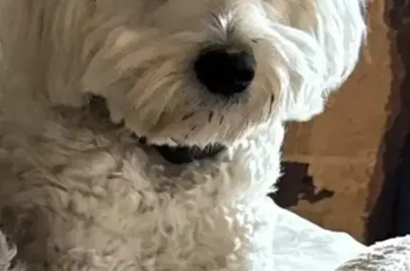 Lost Dog: Wavy White Fur on Birch Dr.