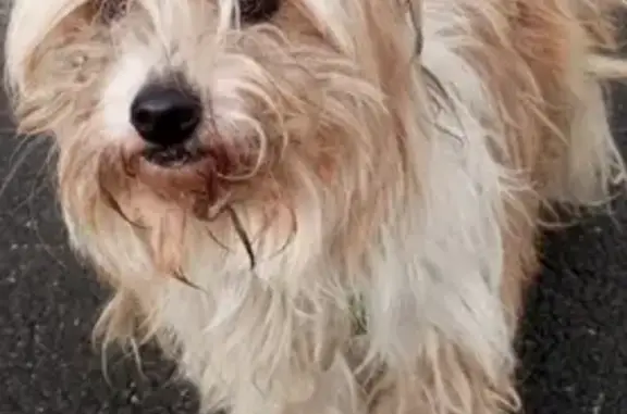 Chien chinois blanc perdu à Elbeuf - photo