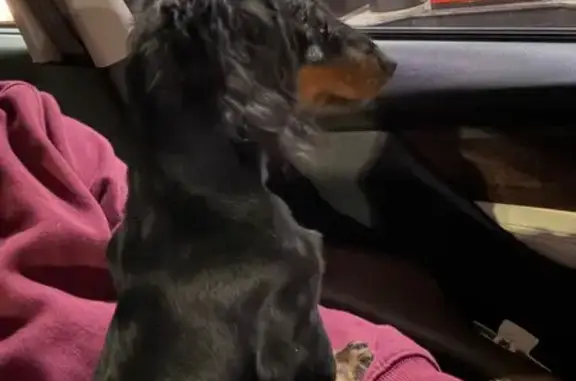 Lost: 7-Month Dachshund, Black & Tan