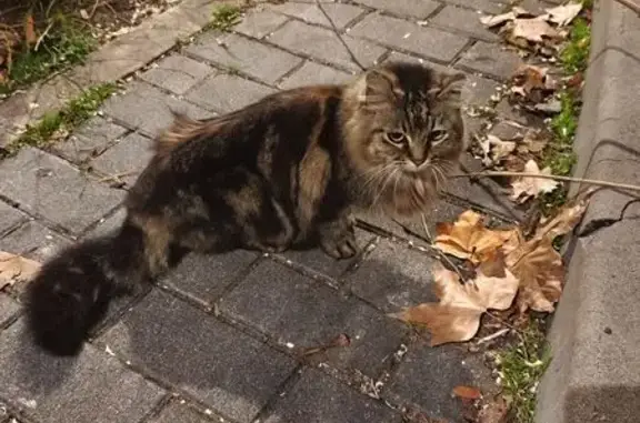 Búsqueda de mascotas, foto: Gato Perdido Cerca del Colegio Santísima Trinidad