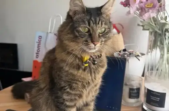 Lost pets , photo: Lost Tabby Cat Romi in Stonnington, VIC