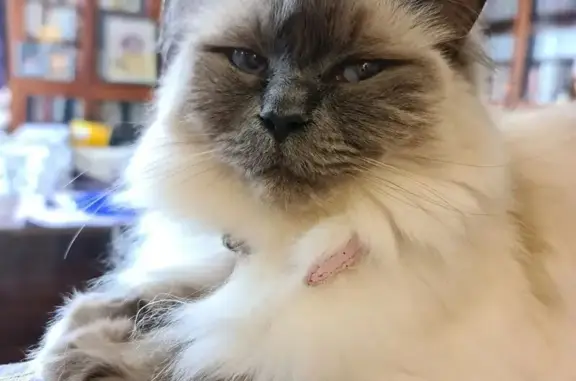 Lost Cat: White with Blue Grey Face, Holt