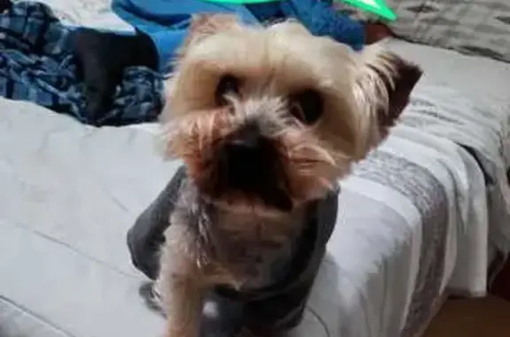 Perros perdidos, Roquetas de Mar, foto: ¡Perro Yorkie perdido en Roquetas de Mar!