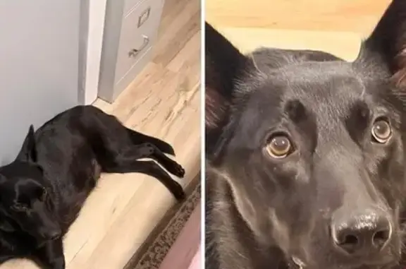 Lost Black Dog in Candler - Help Find Her!