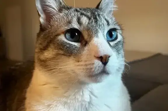 Lost 8-Year-Old Male Tabby in Phoenix