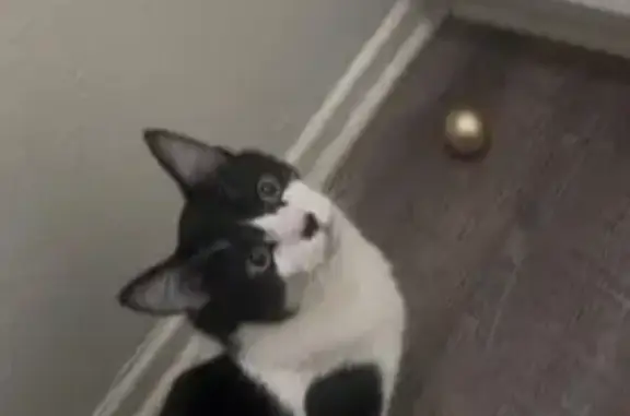 Missing cat Fontana, photo: Lost Cat: Green Eyes, Black Heart Nose