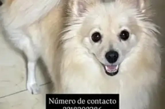 Perro Perdido: Responde a Su Nombre