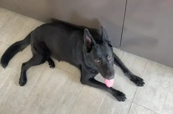 Lost Giant Black Dog in South Wharf