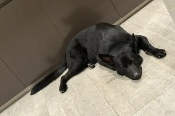 Help Find Our Lost Black German Shepherd